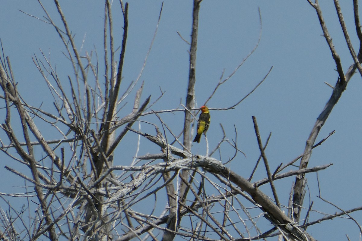 Western Tanager - ML620538313
