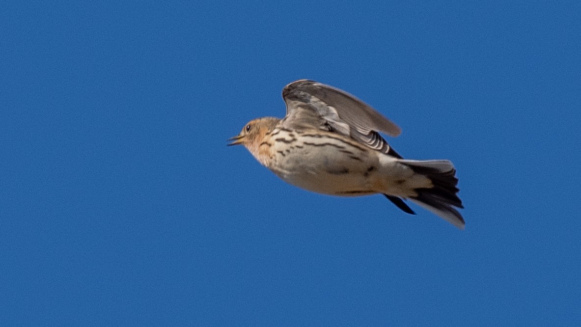 Pipit à gorge rousse - ML620538314