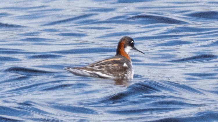 Phalarope à bec étroit - ML620538319