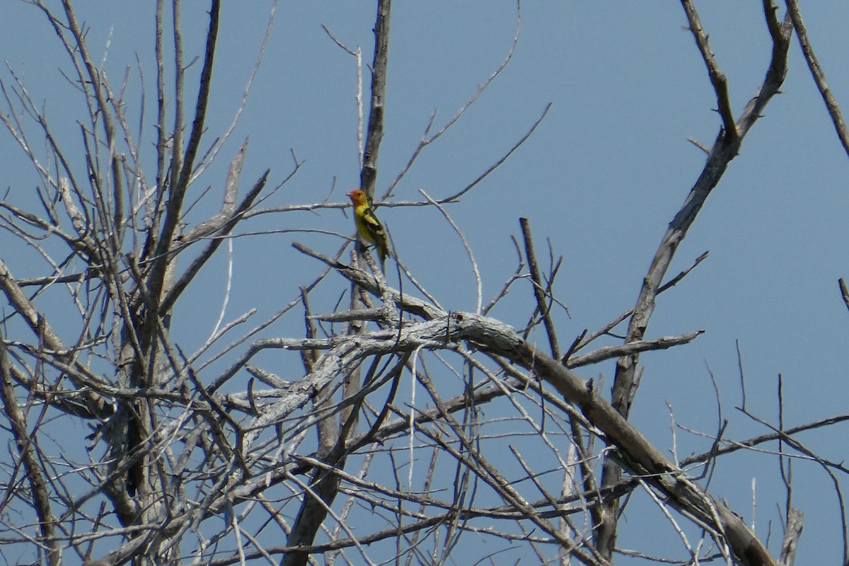 Western Tanager - ML620538321