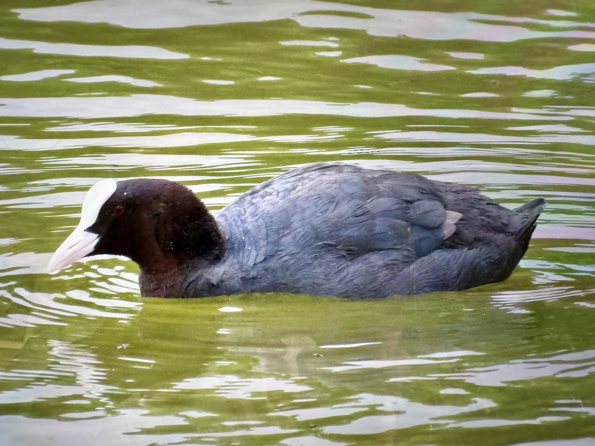 Eurasian Coot - ML620538326