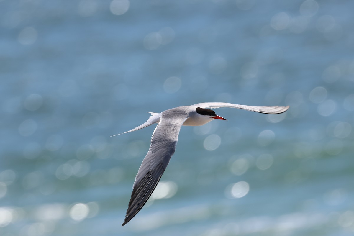 Common Tern - ML620538327