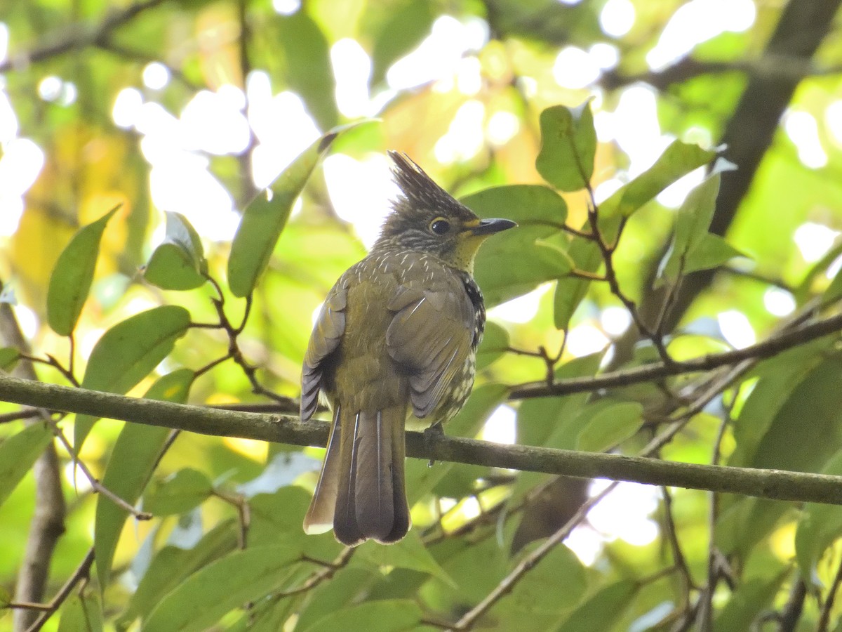 Striated Bulbul - ML620538330