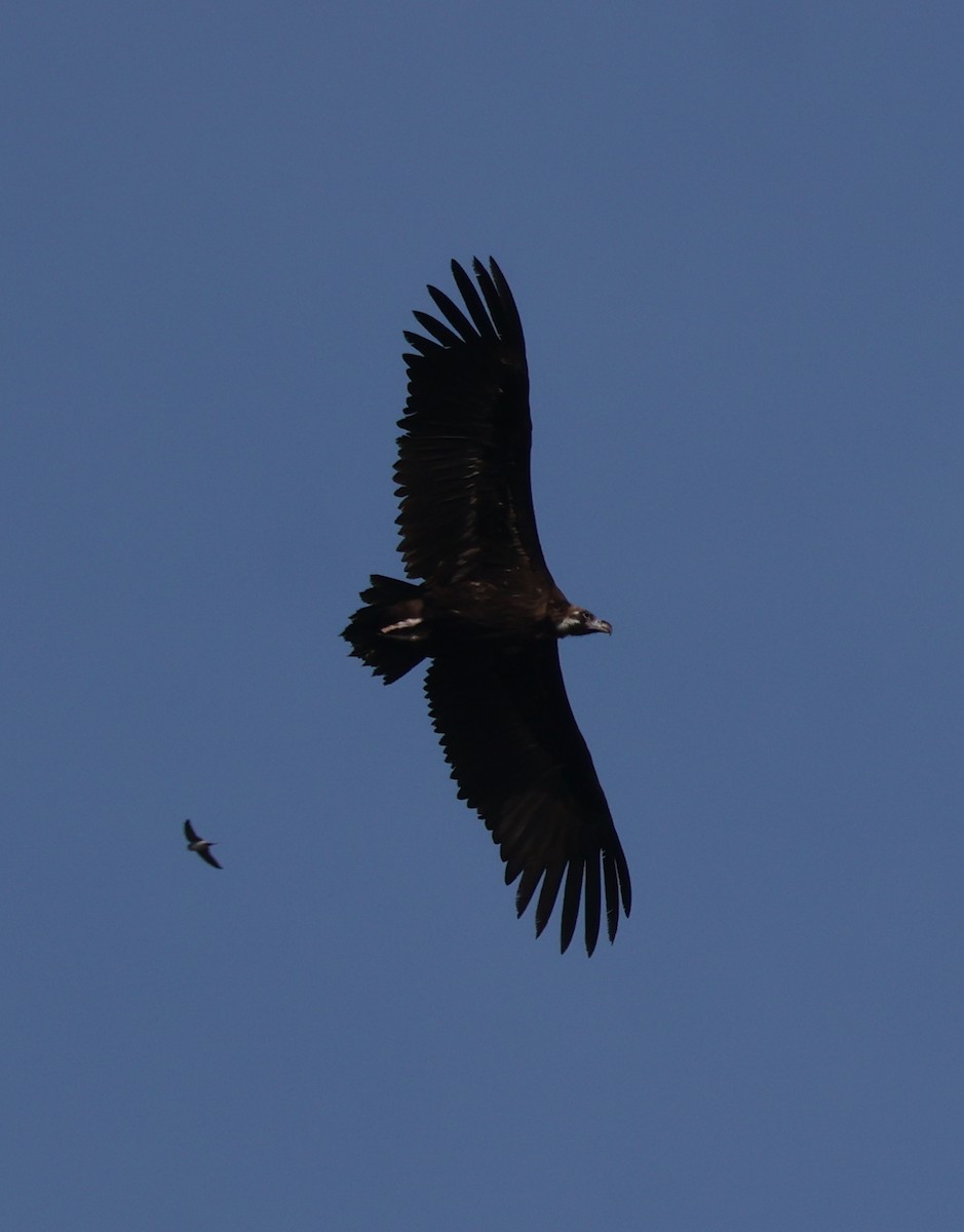 Cinereous Vulture - ML620538333