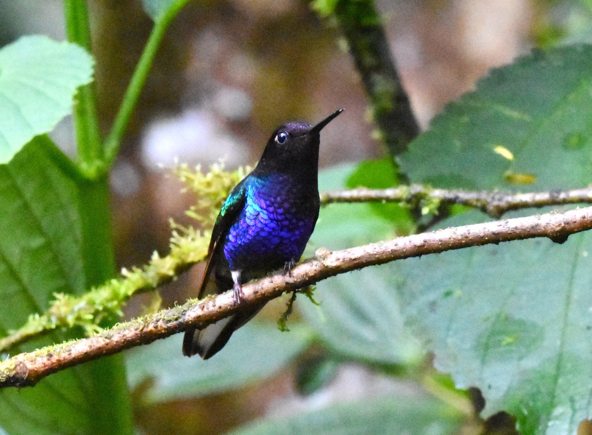 Colibri de Jardine - ML620538335