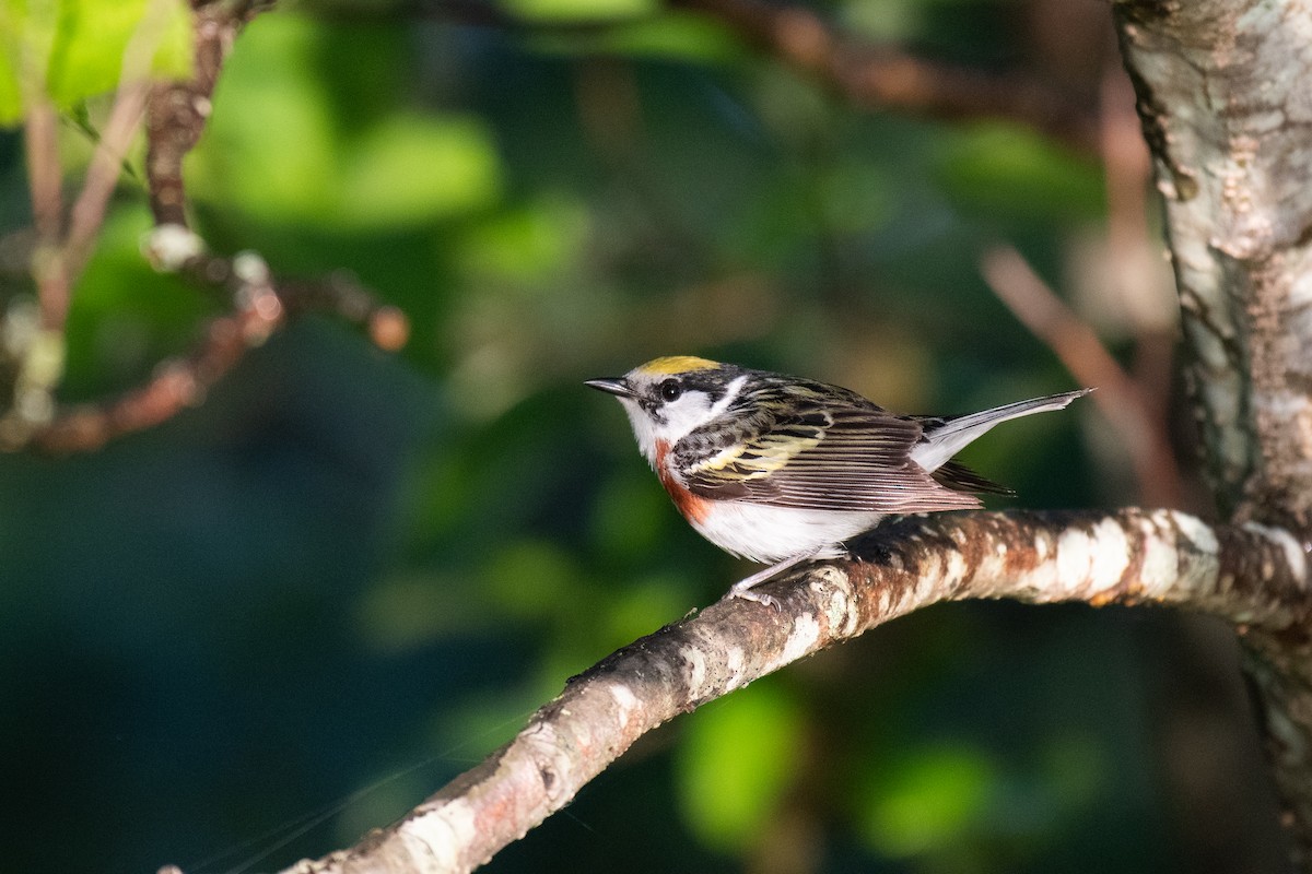 Chestnut-sided Warbler - ML620538341