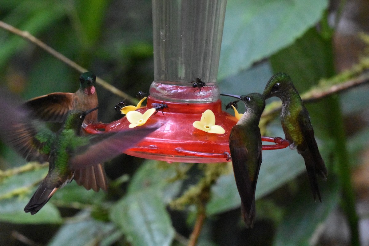 kolibřík hnědobřichý - ML620538350
