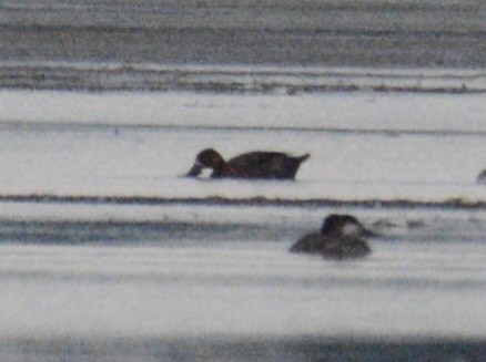 Lesser Scaup - ML620538351