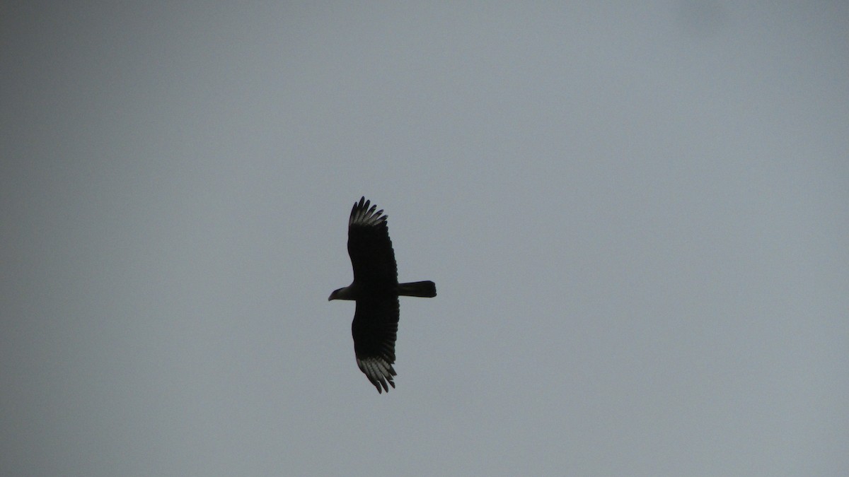 Crested Caracara - ML620538357