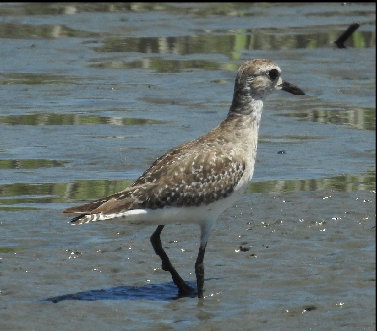 Black-bellied Plover - ML620538363