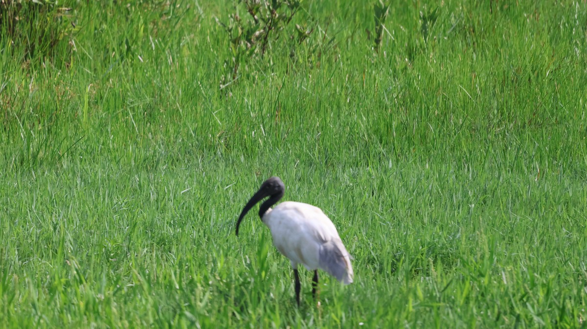 ibis černohlavý - ML620538376