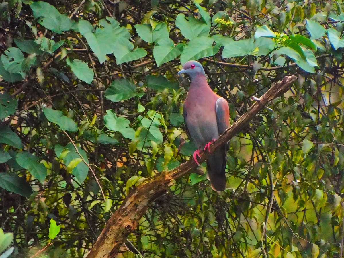 Pale-vented Pigeon - ML620538378