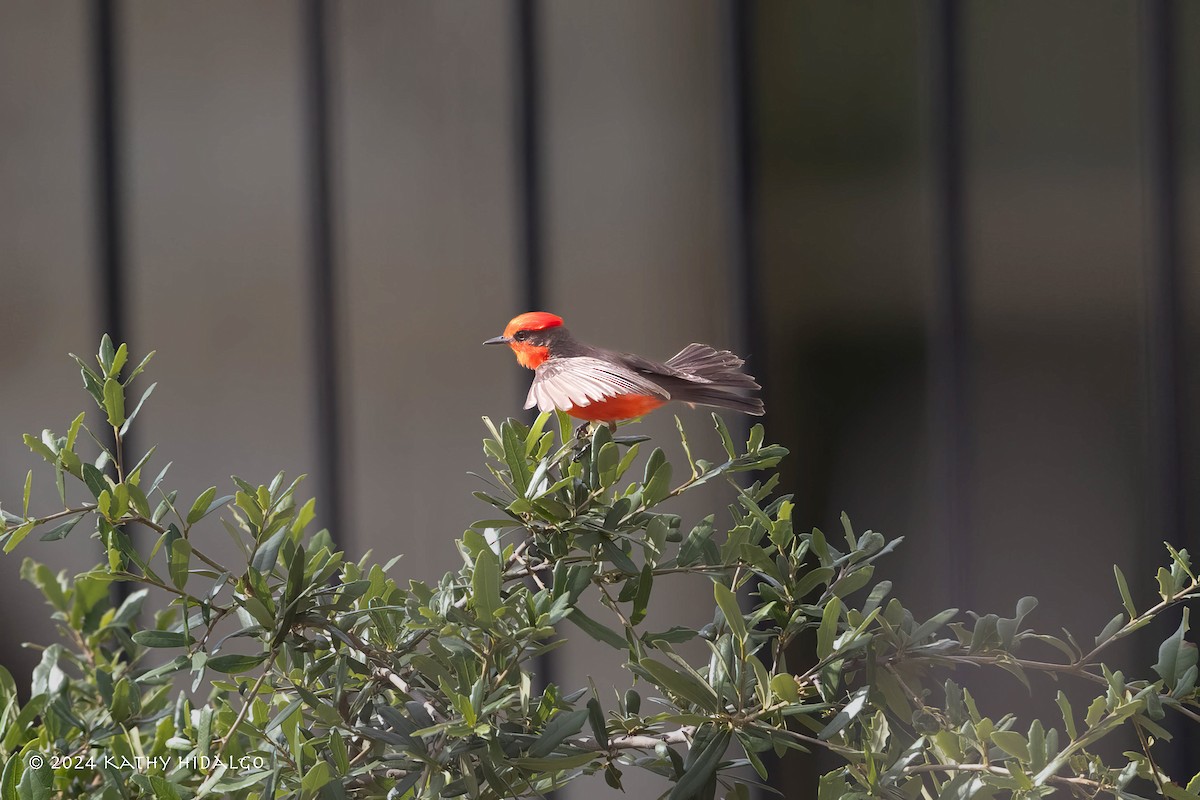 Vermilion Flycatcher - Kathy Hidalgo