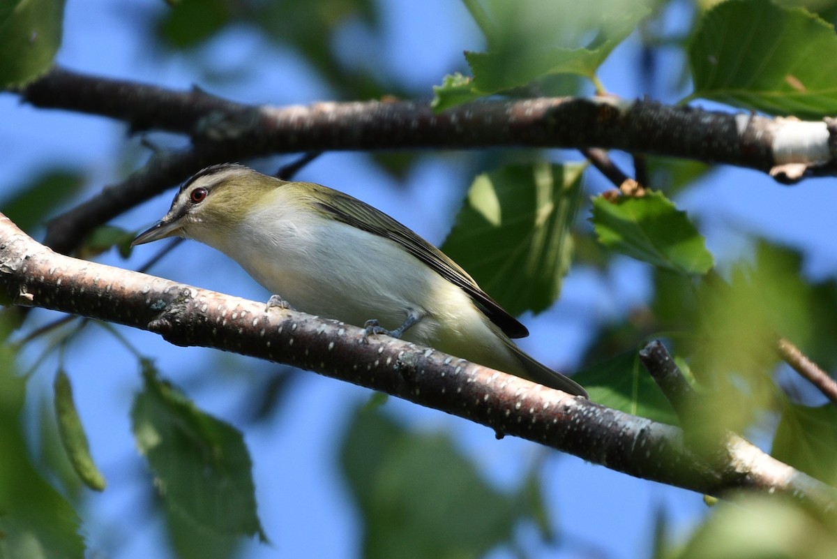 Red-eyed Vireo - ML620538388