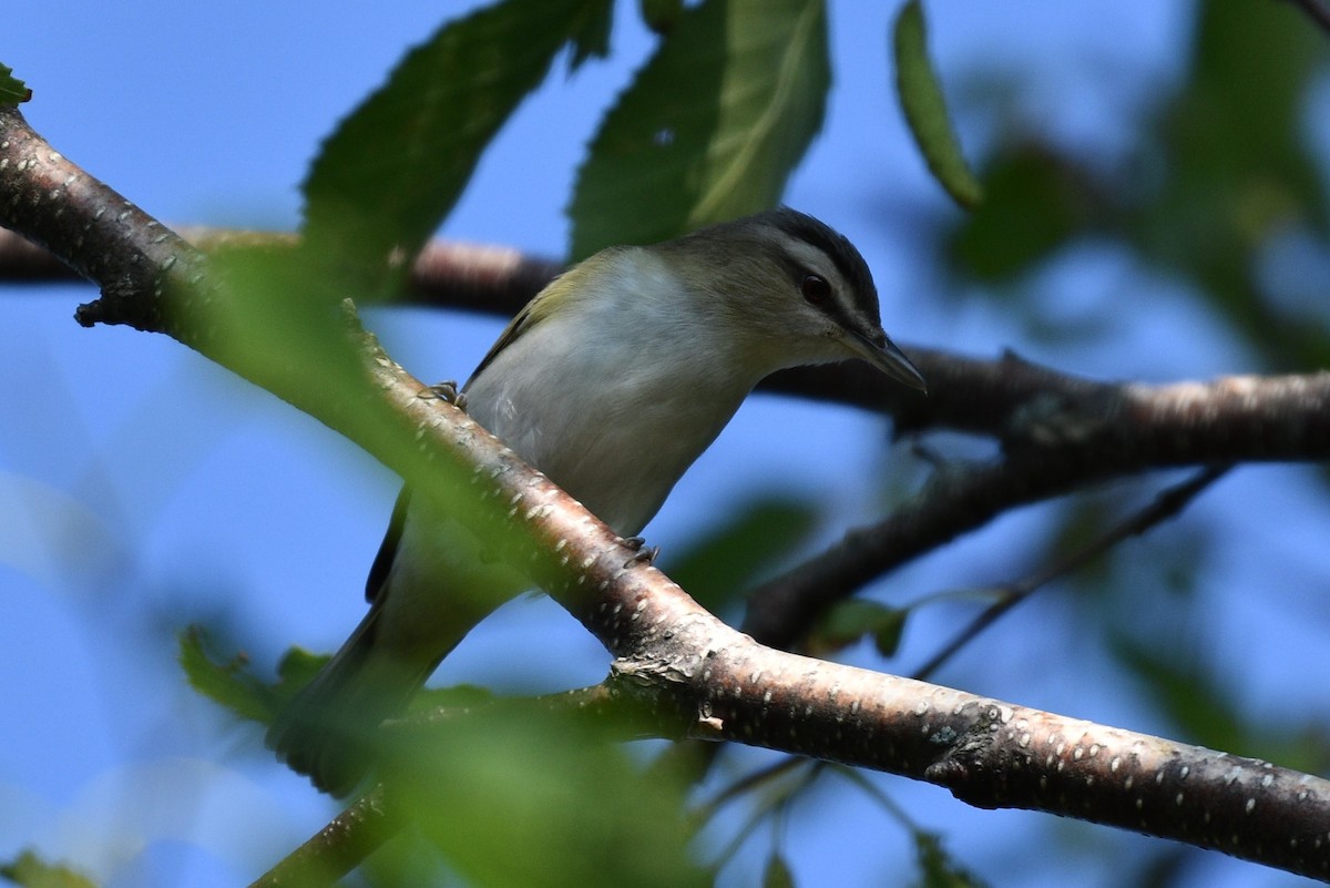 Red-eyed Vireo - Garry Waldram