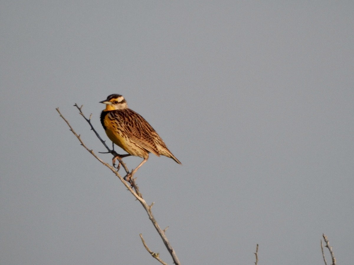 Eastern Meadowlark - ML620538393