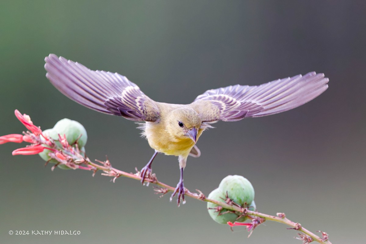 Lesser Goldfinch - ML620538395