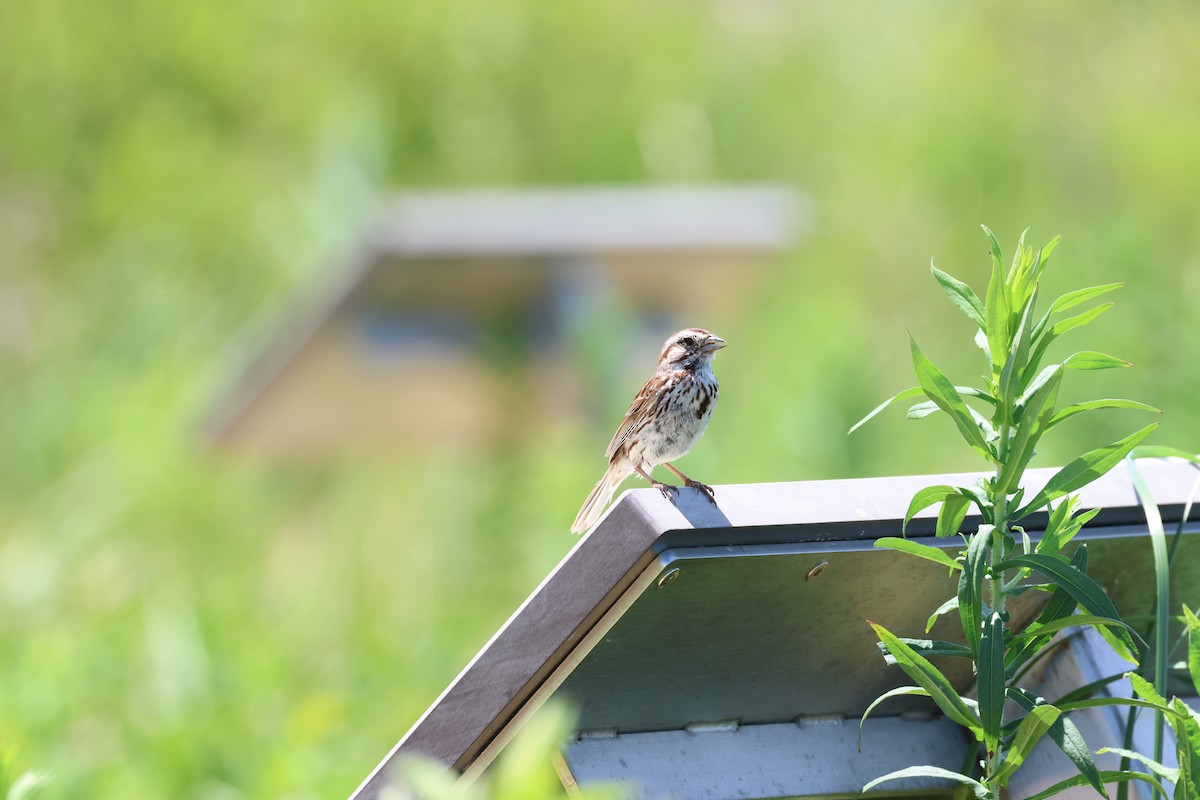 Song Sparrow - ML620538396