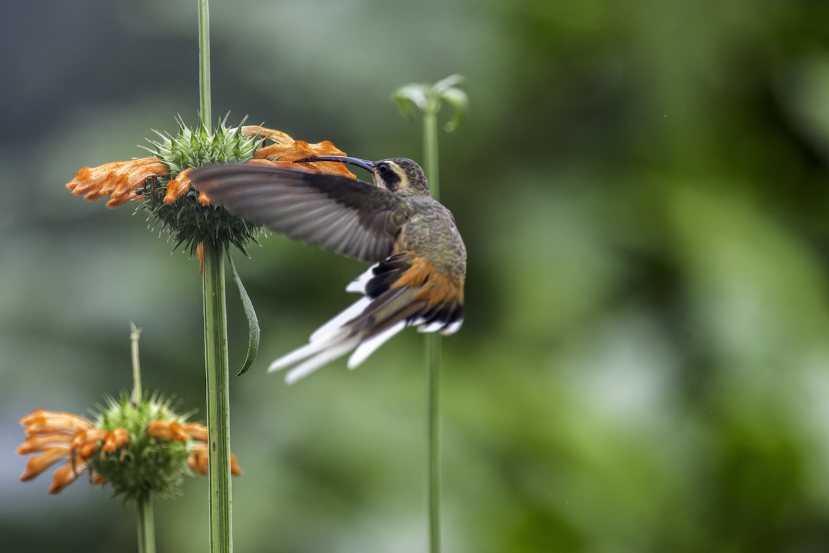 Zimtrot-Schattenkolibri - ML620538402