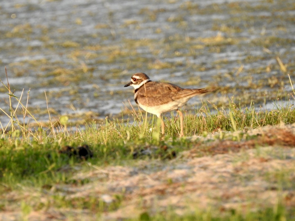 Killdeer - ML620538408