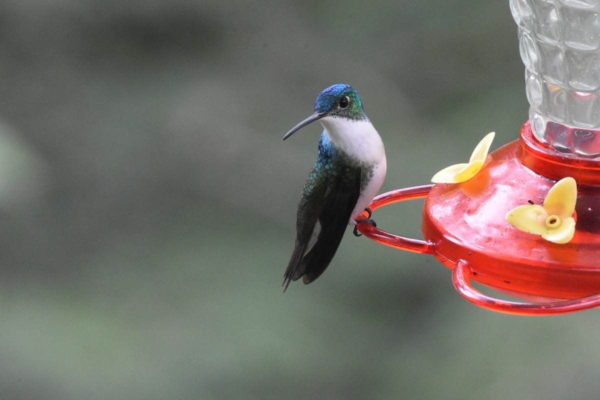 kolibřík andský - ML620538409