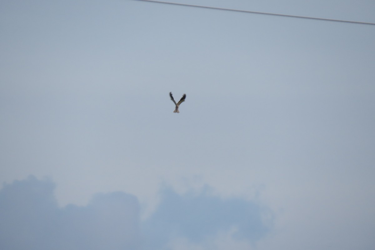 Black-winged Kite - ML620538433