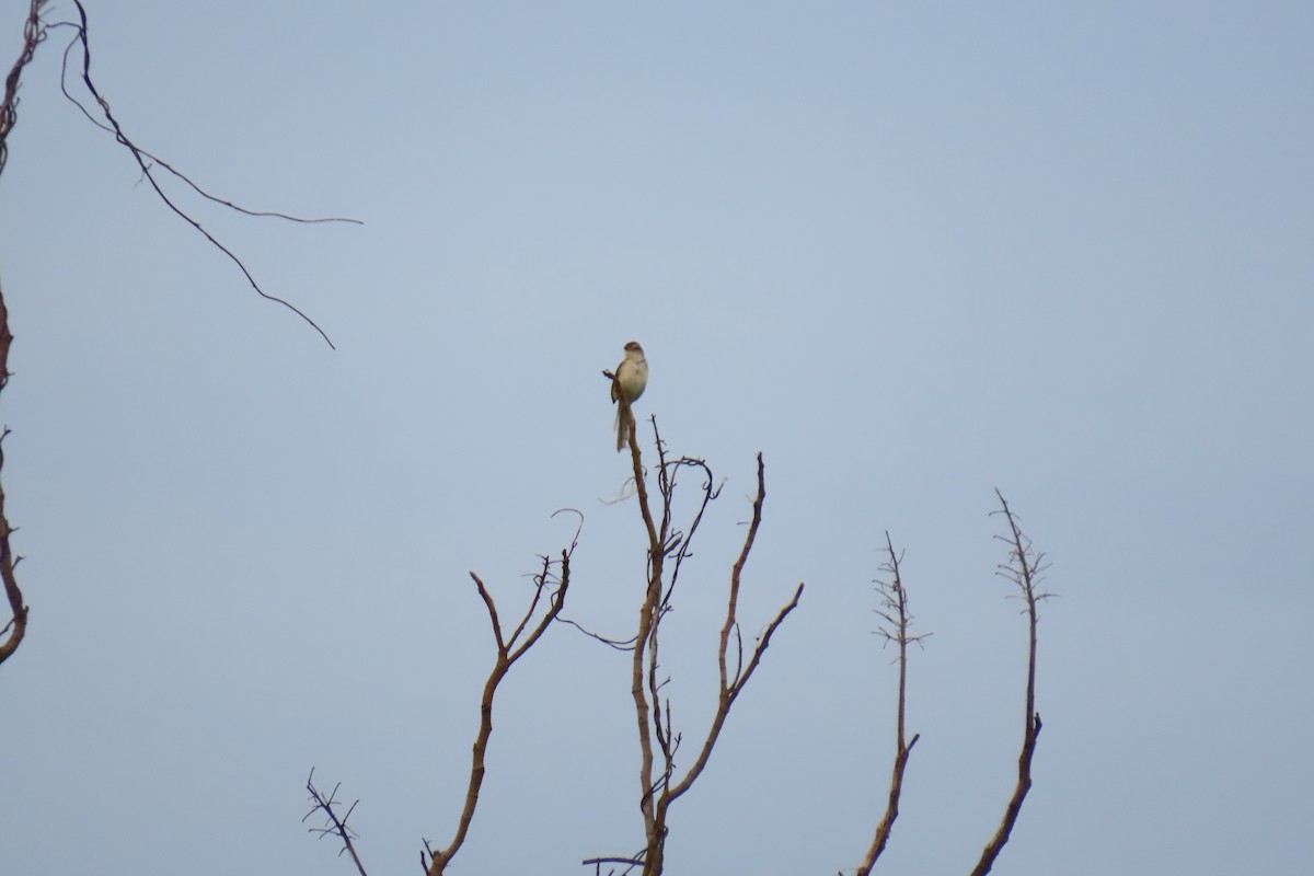 Yellow-bellied Prinia - ML620538440