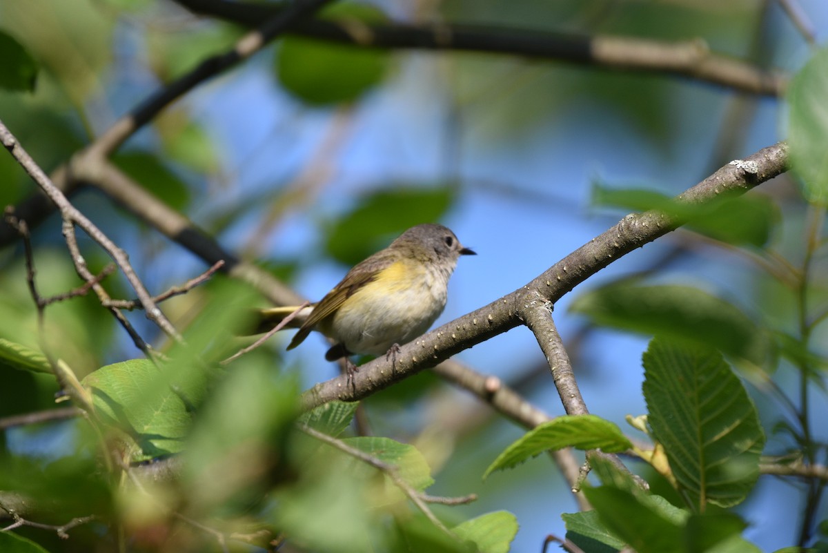 American Redstart - ML620538445