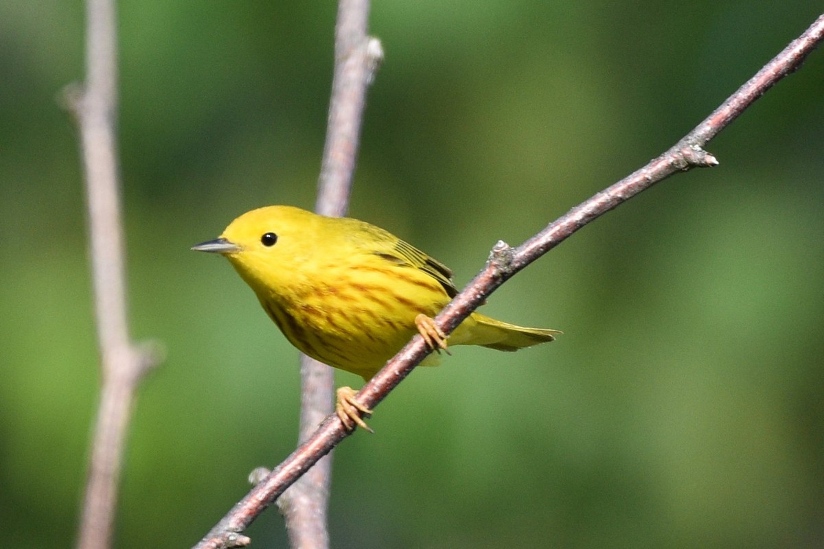 Yellow Warbler - ML620538455