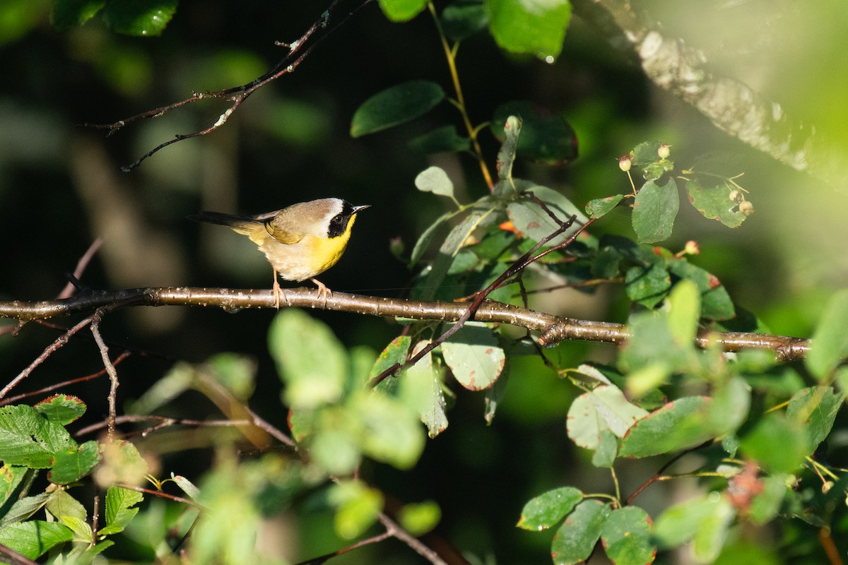 Common Yellowthroat - ML620538457