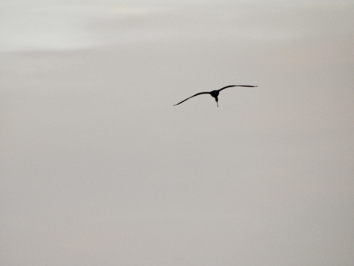 ibis hnědý - ML620538464
