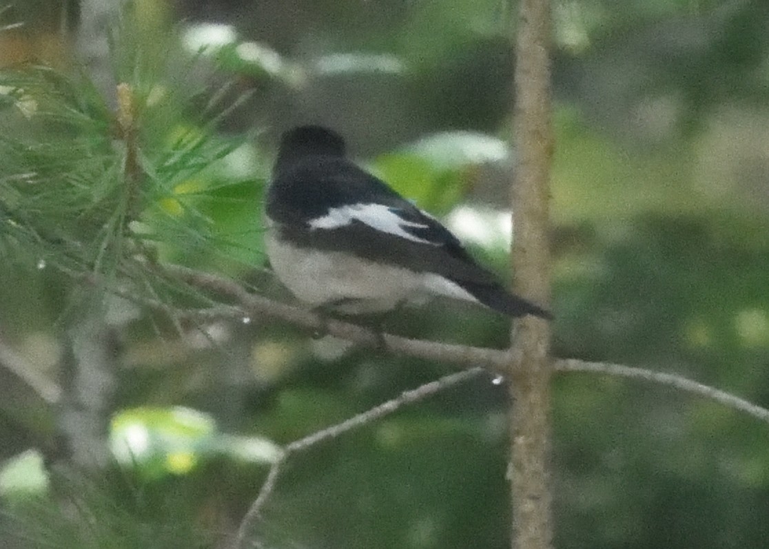 European Pied Flycatcher - Guy Babineau