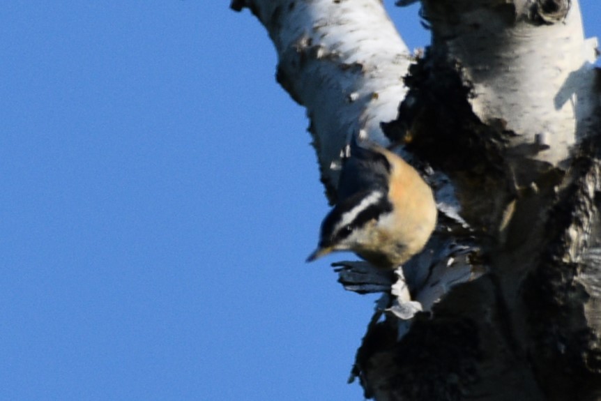 Red-breasted Nuthatch - ML620538477