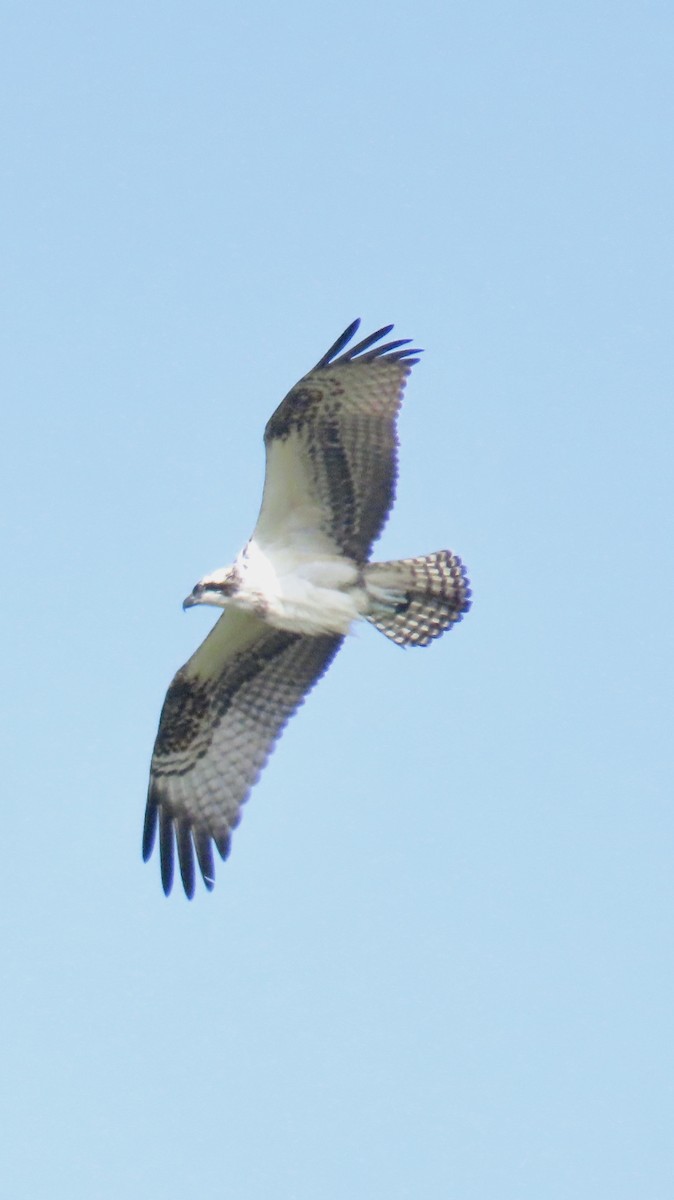 Águila Pescadora - ML620538479