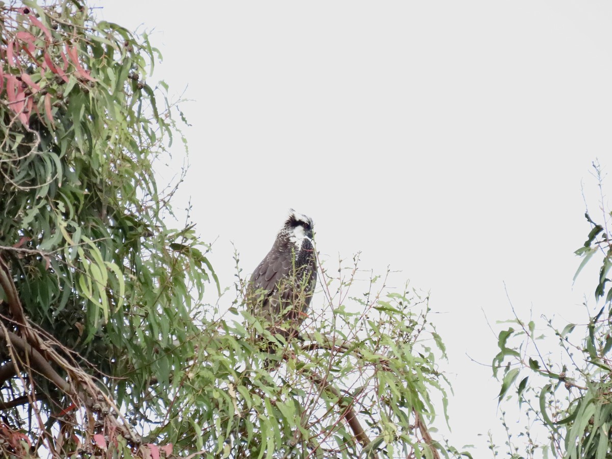 Osprey - Nancy Salem