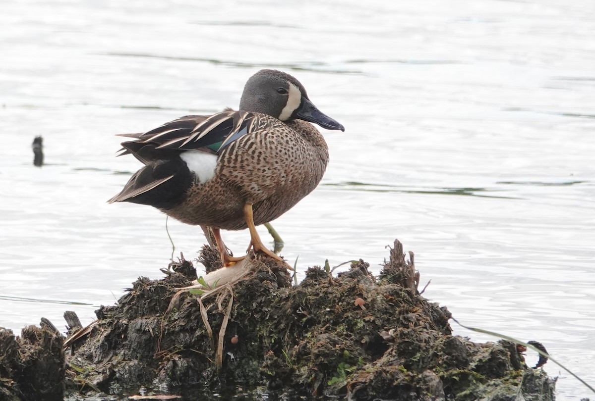 Blue-winged Teal - ML620538485