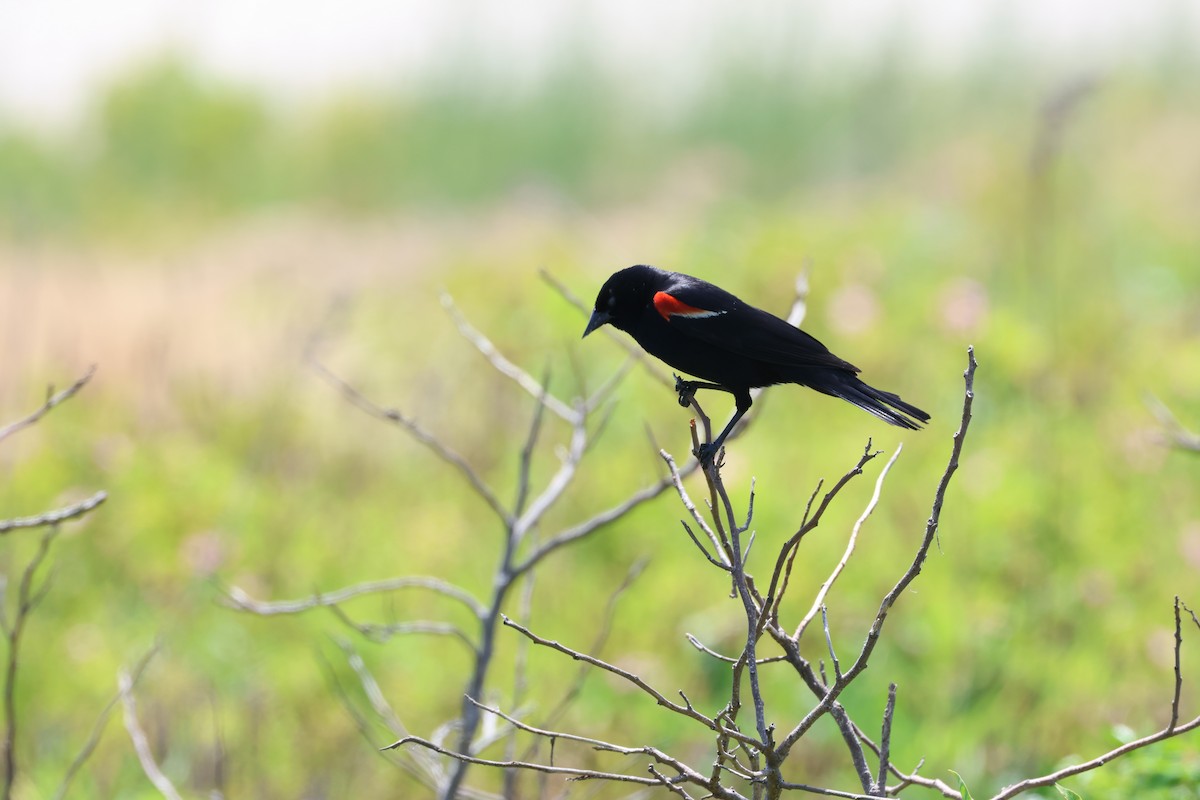 Red-winged Blackbird - ML620538487