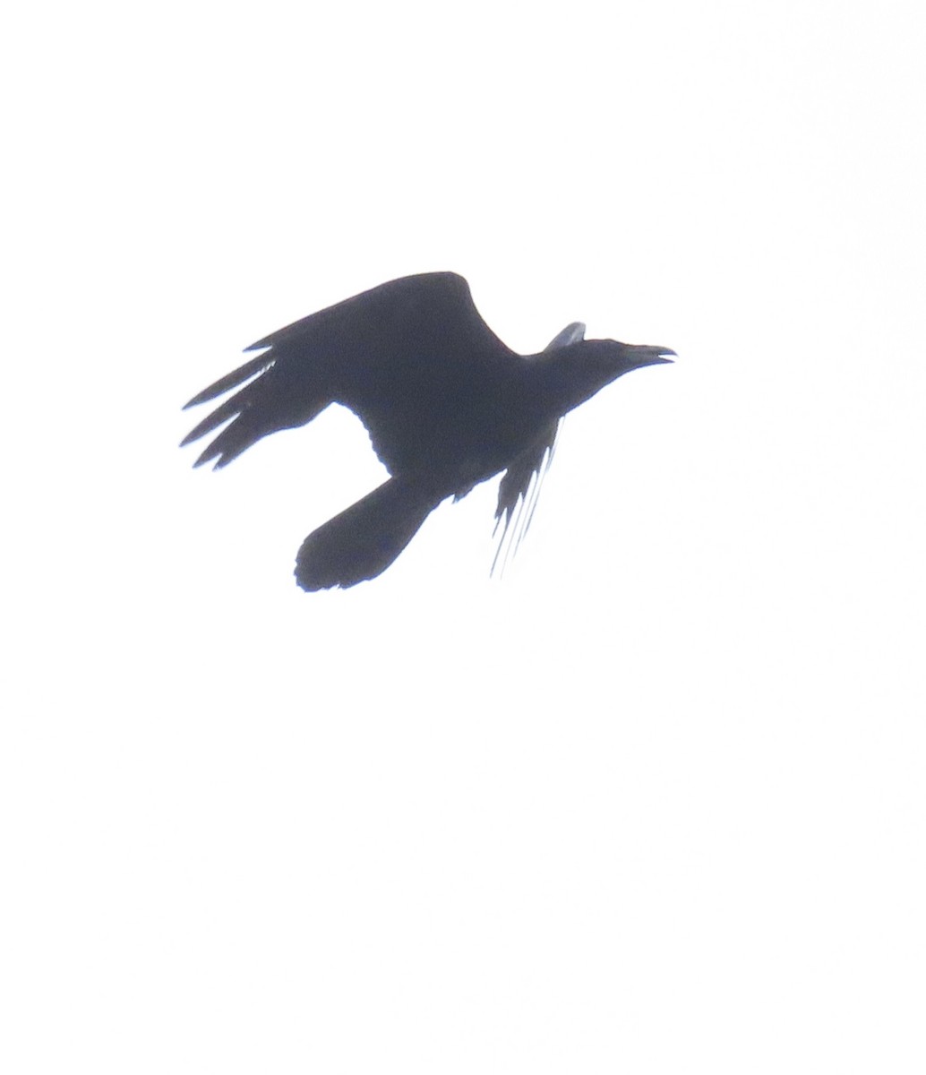 Common Raven - ML620538493