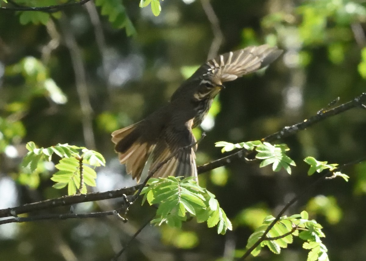 Redwing - ML620538495