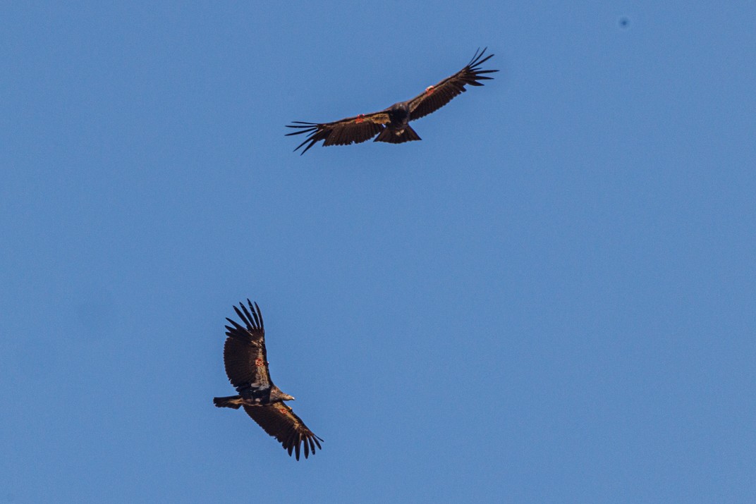 California Condor - ML620538499