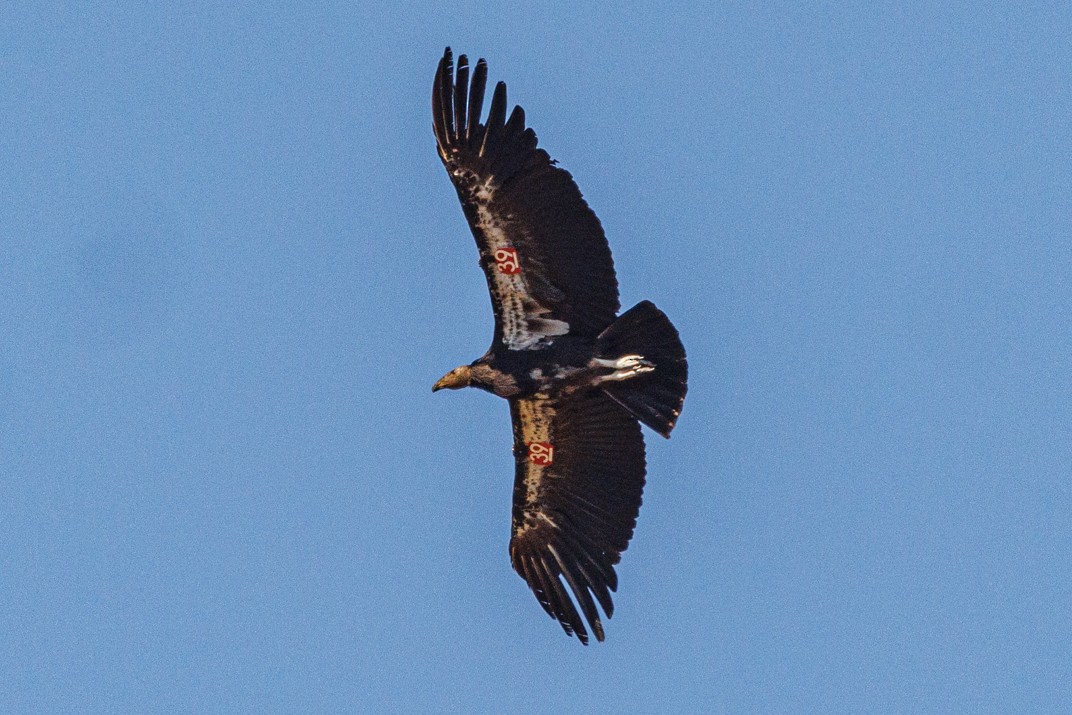 California Condor - ML620538500