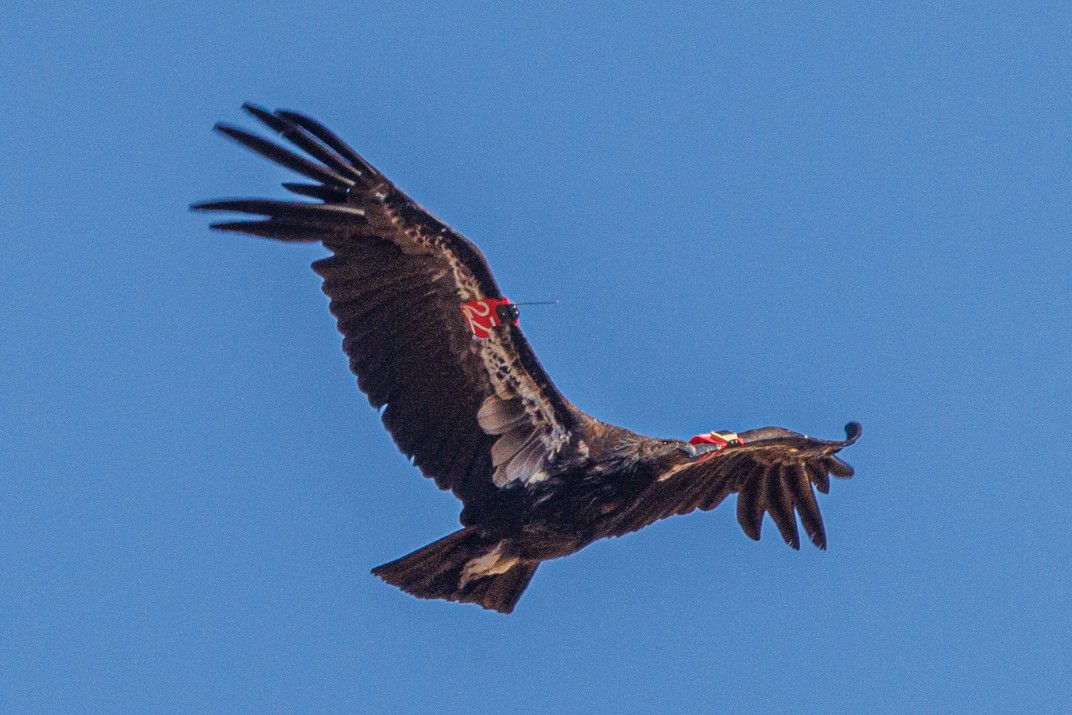 California Condor - ML620538501
