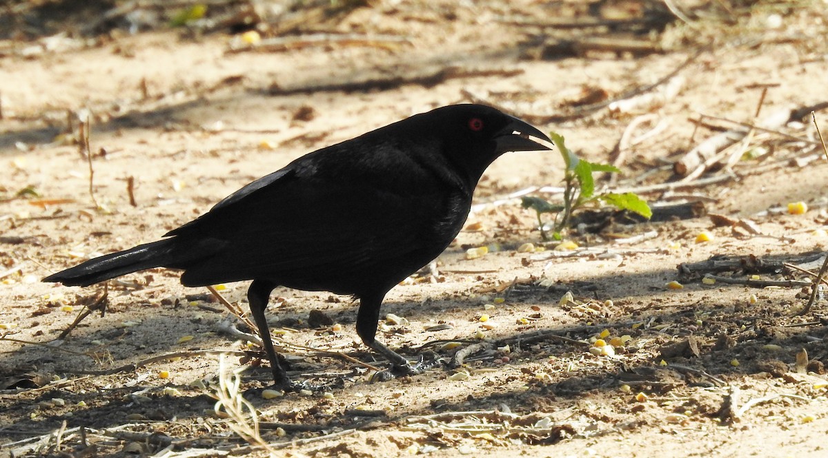 Bronzed Cowbird - ML620538502