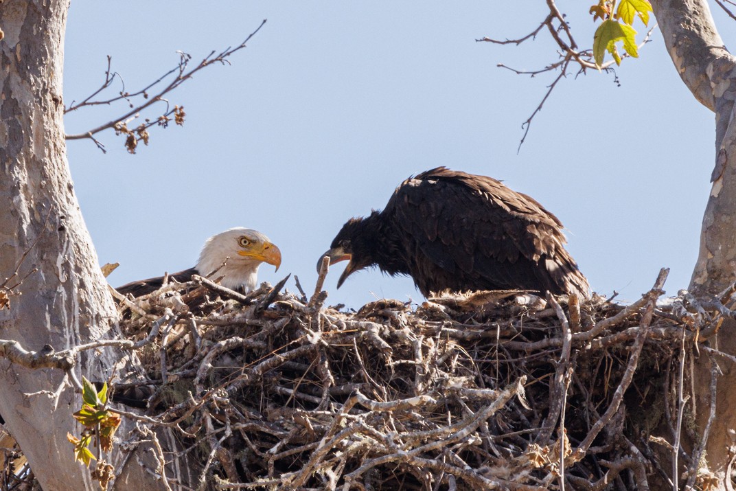 Bald Eagle - ML620538505