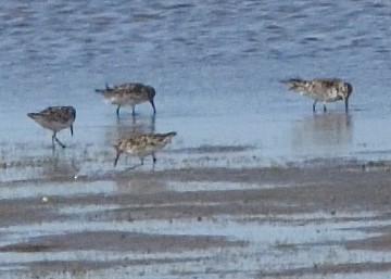 Broad-billed Sandpiper - ML620538506