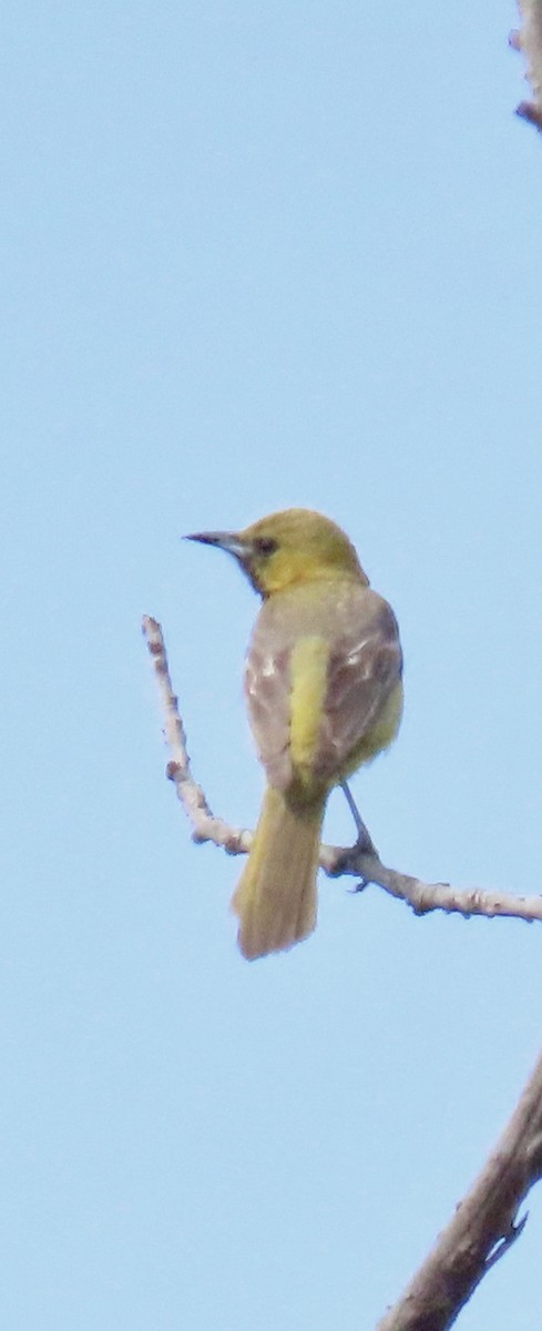 Oriole masqué - ML620538508