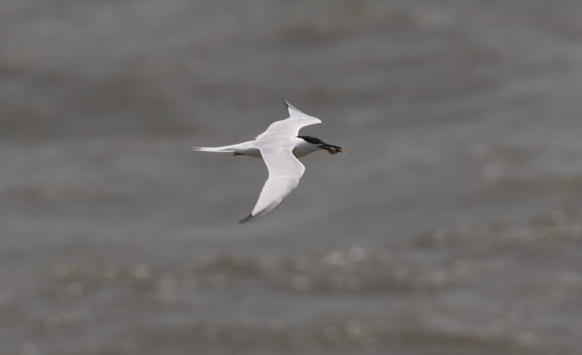 Sandwich Tern - ML620538512