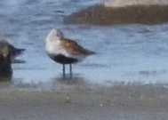 Dunlin - ML620538514