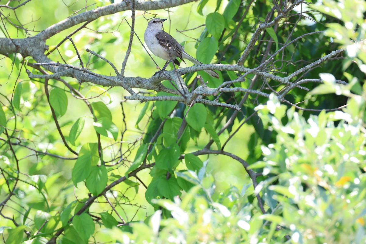 Northern Mockingbird - ML620538517