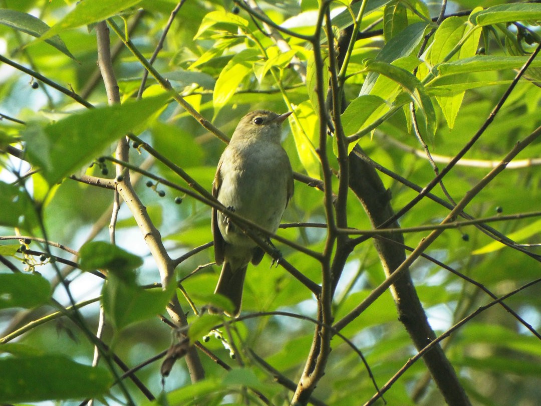 White-crested Elaenia (Chilean) - ML620538520